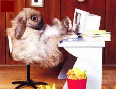 meme les lapins ont du boulot